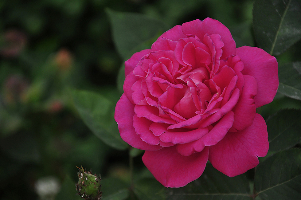 艺术源于生活（图ZMTcxNjk4NDg=） - 风光摄影 - 站酷设计师鸽子02024原创素材 - 站酷ZCOOL