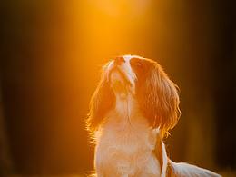 查理王小猎犬Flora,应季的银杏【均木纪实宠物摄影】