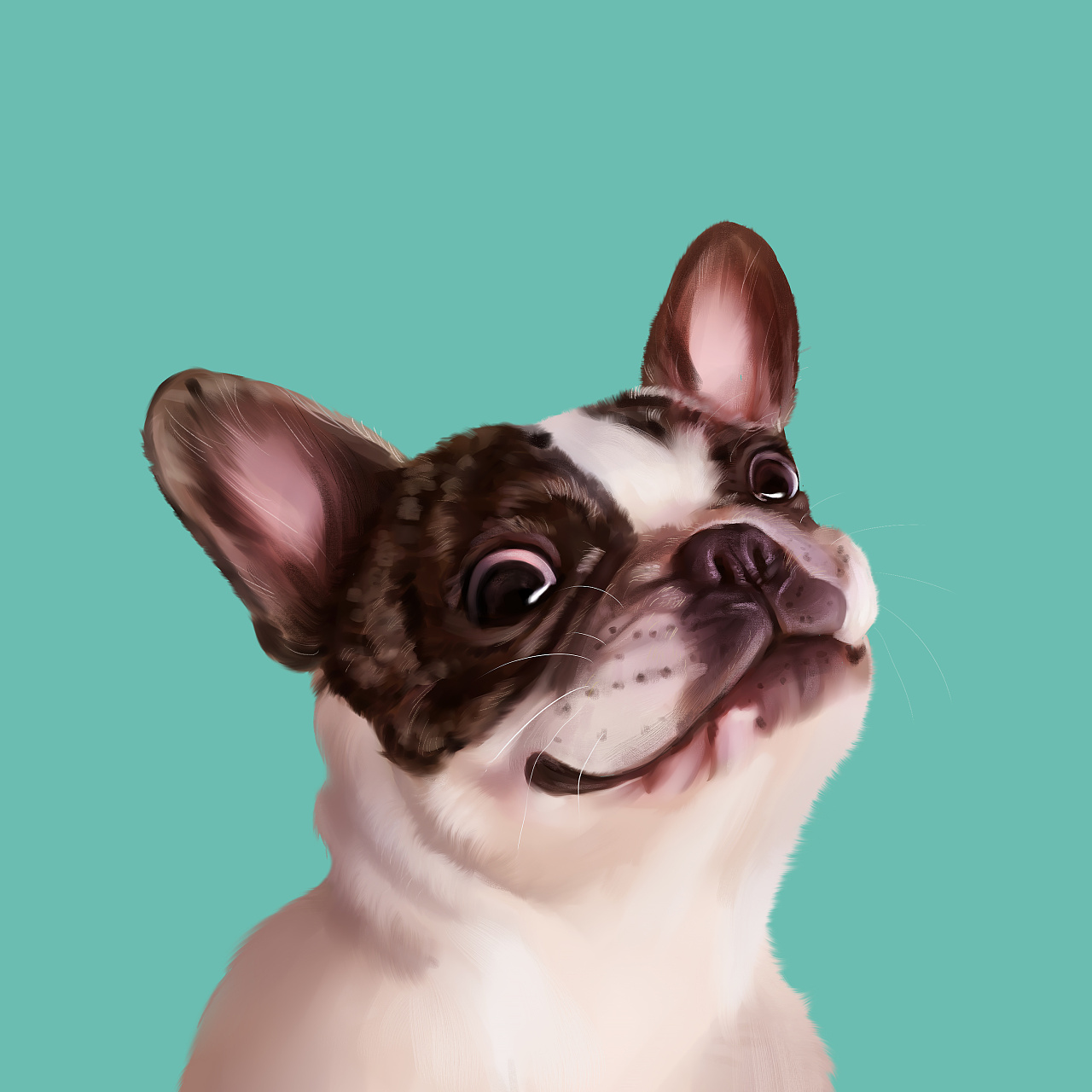 宠物手绘 宠物插画 斗牛 法斗