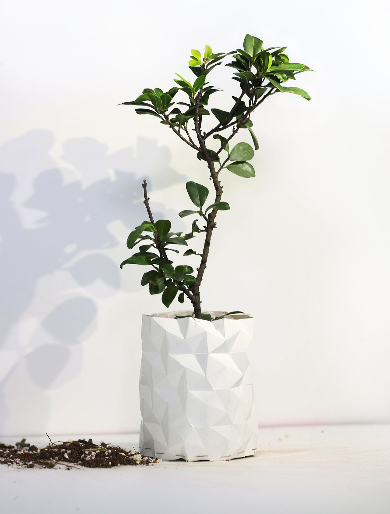 GROWTH成长花盆礼盒包装设计（图ZNTQyOTA3NTY=） - 包装 - 站酷设计师阿大碗原创素材 - 站酷ZCOOL