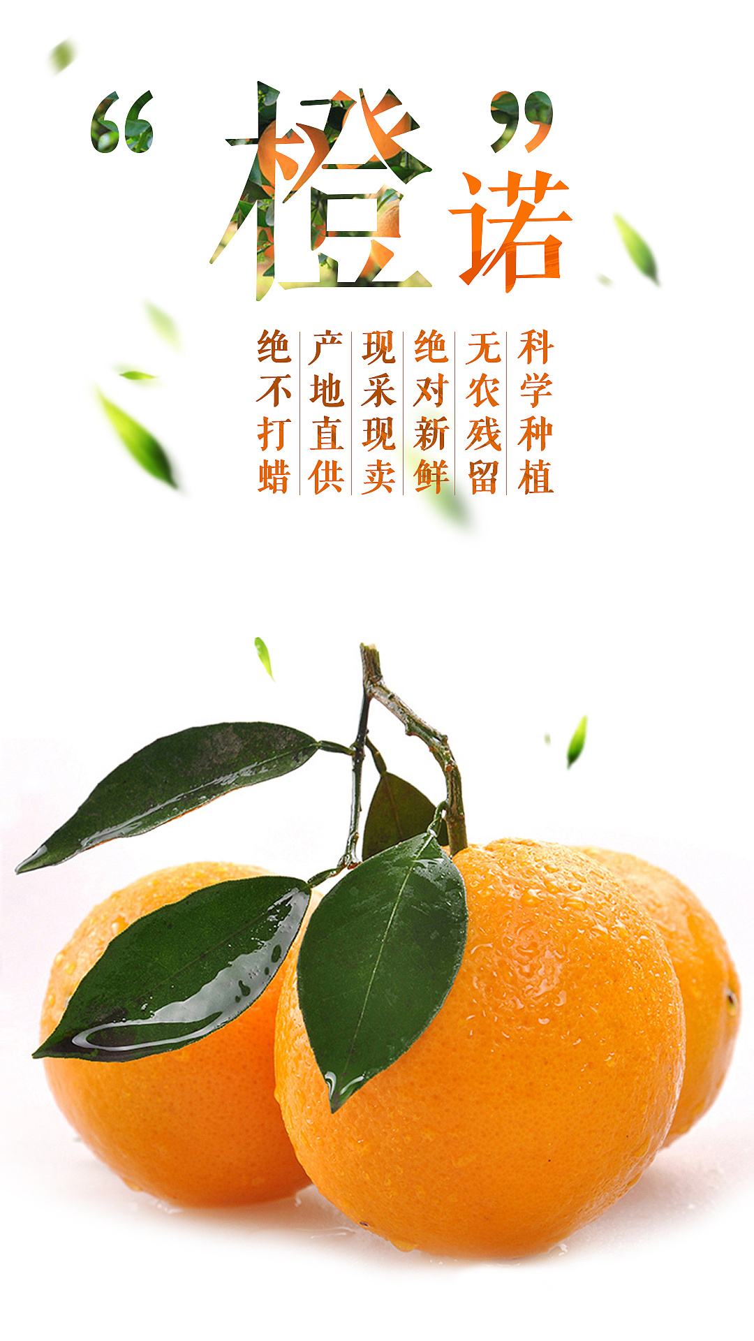 赣南脐橙广告语大全图片