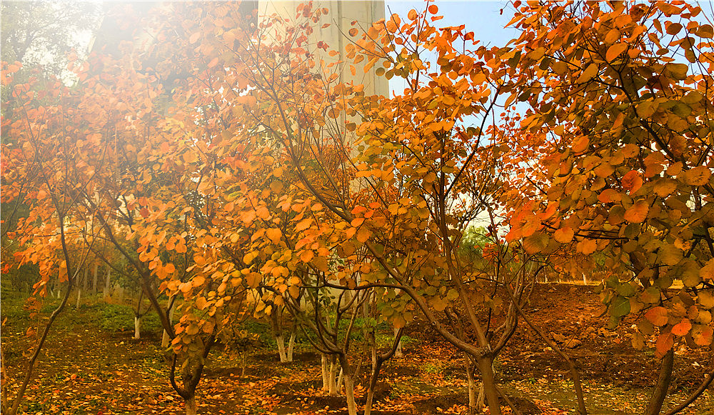 刘勇良手机纪实摄影:落叶归根