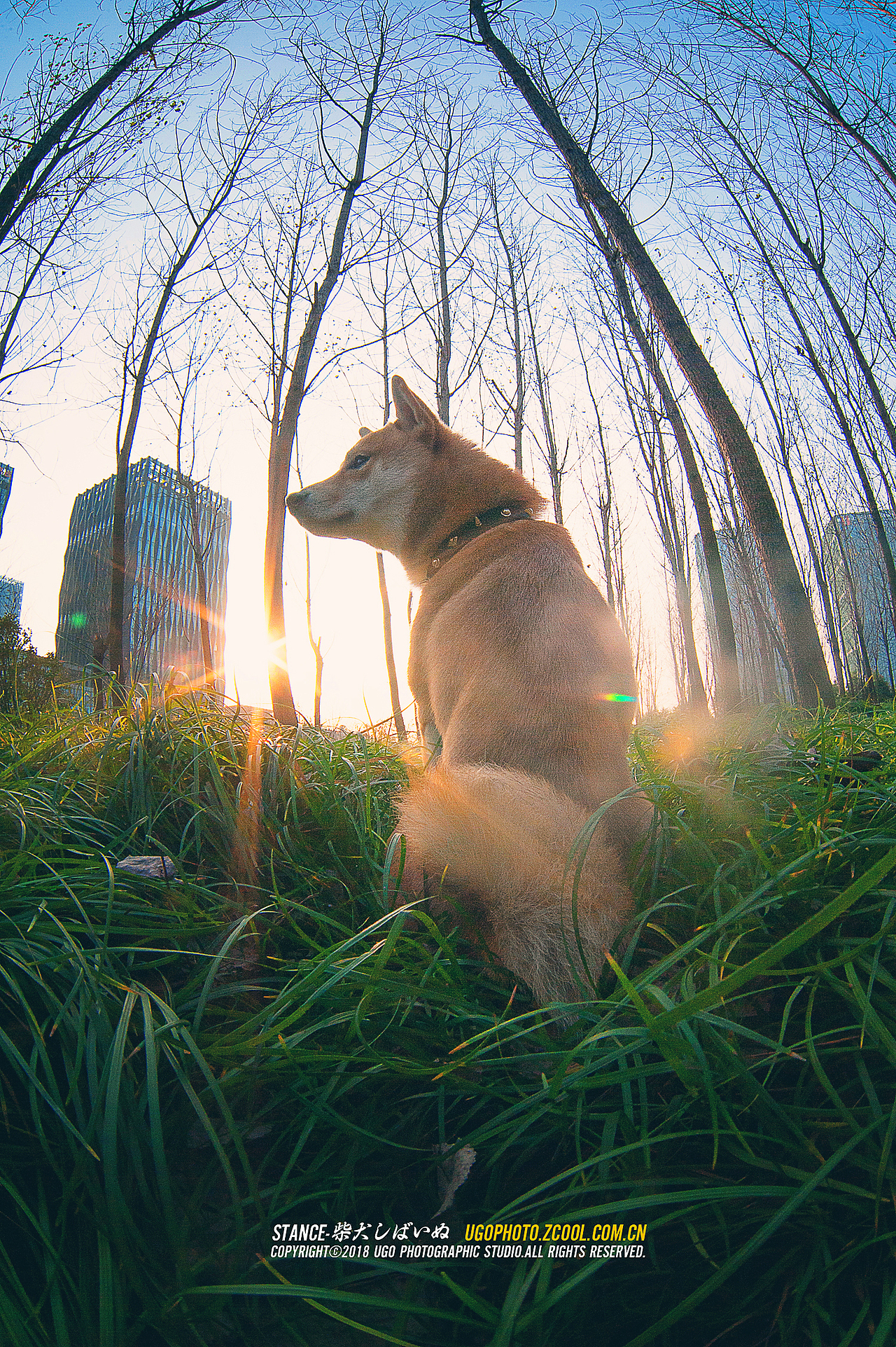 柴犬しばいぬ专辑【动物摄影师何某某个人作品21】（图ZMTE1MzM1MDg4） - 宠物摄影 - 站酷设计师超级何某某原创素材 - 站酷ZCOOL