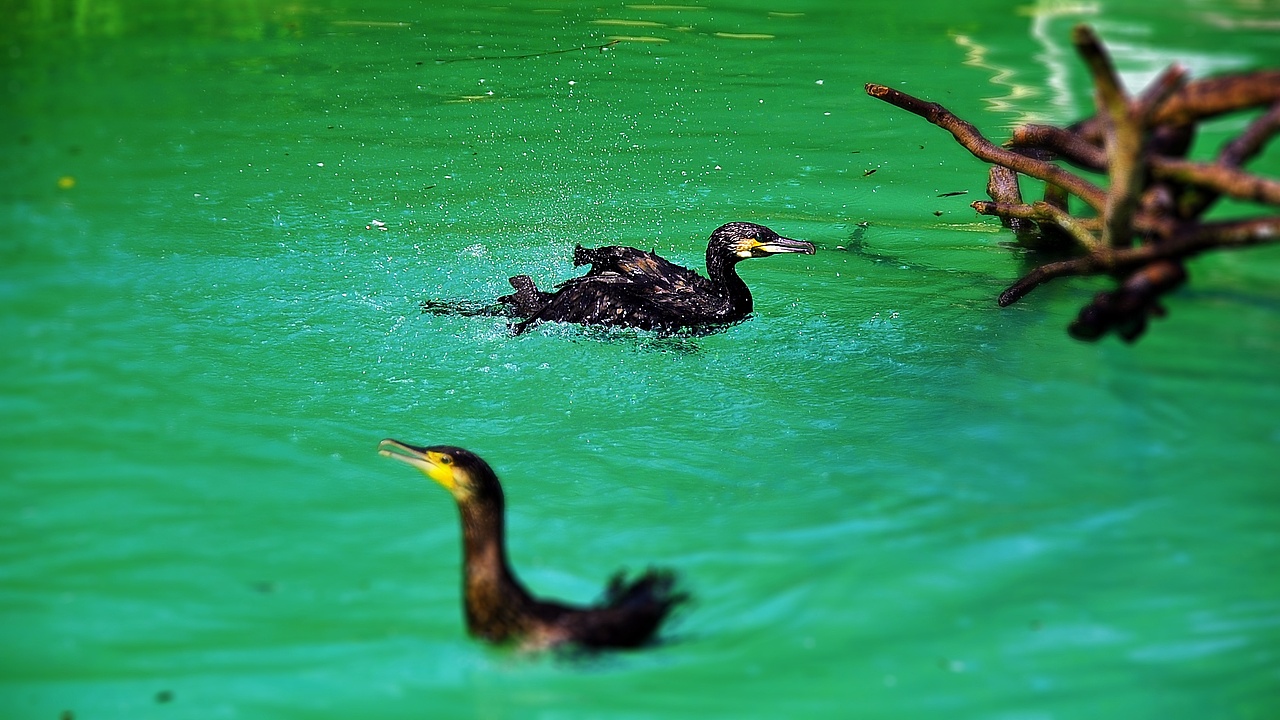 鸟（图ZOTMxNDMzMzY=） - 宠物摄影 - 站酷设计师吾翰世原创素材 - 站酷ZCOOL