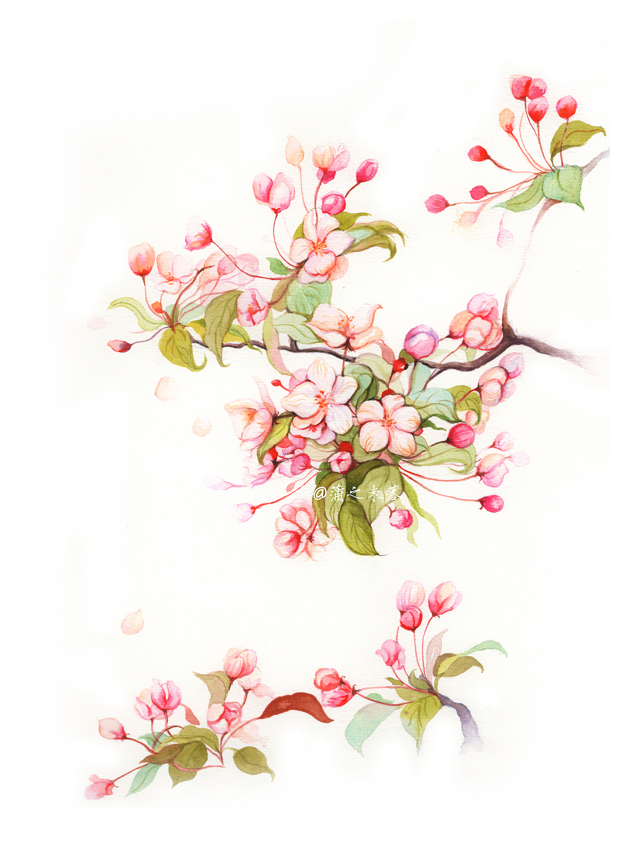 水彩手绘花卉垂丝海棠