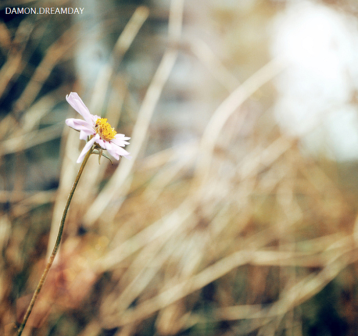 喜歡上秋天的感覺(jué)！冷冷的，暖暖的！（圖ZNDAzNjczNg==） - 人文/紀(jì)實(shí)攝影 - 站酷設(shè)計(jì)師sxzdamon原創(chuàng)素材 - 站酷ZCOOL