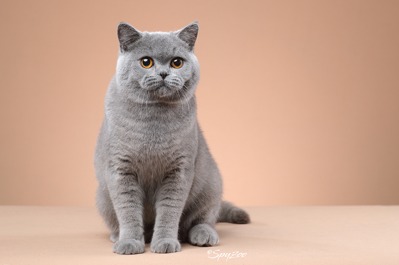 英国短毛猫|摄影|宠物摄影|spyzoo - 原创作品 - 站酷 (ZCOOL)