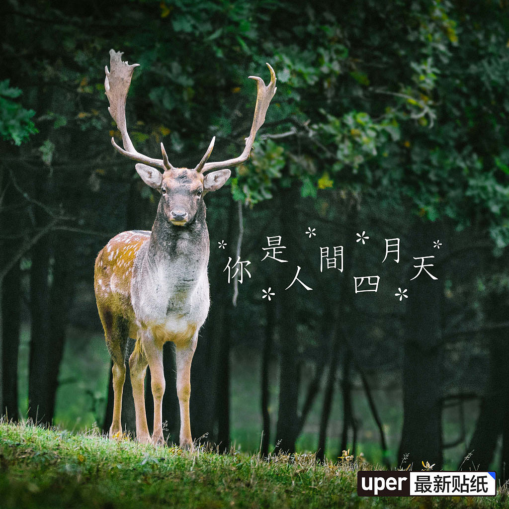 app水印创意设计大合集|平面|图案|catsoul喵魂_原创作品-站酷zcool