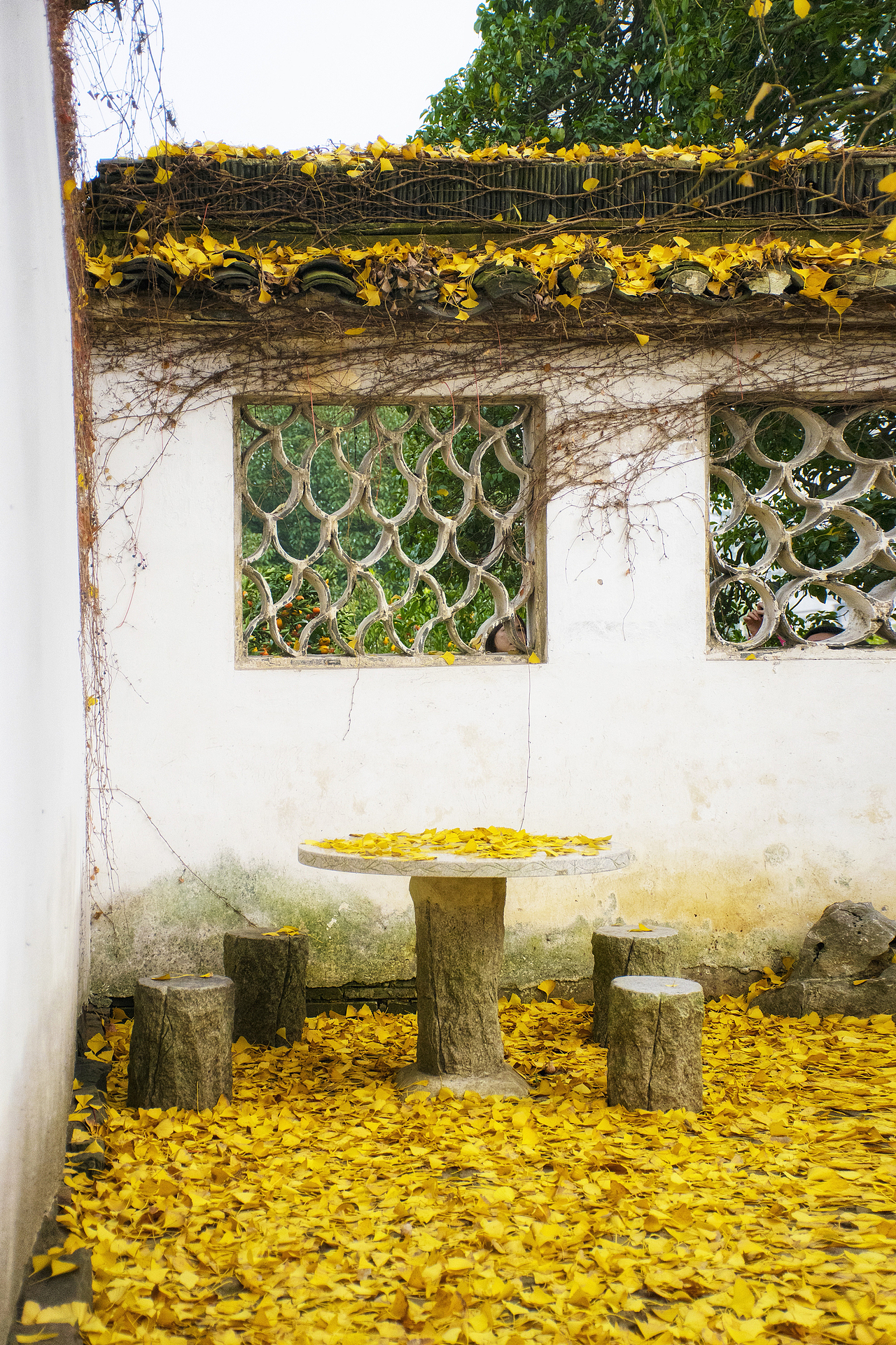 东山银杏（图ZMTM4NzMxNDUy） - 风光摄影 - 站酷设计师心若有夕原创素材 - 站酷ZCOOL