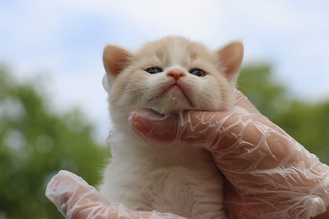 双血统英短\0508英短乳白梵公-熊二-27day450g