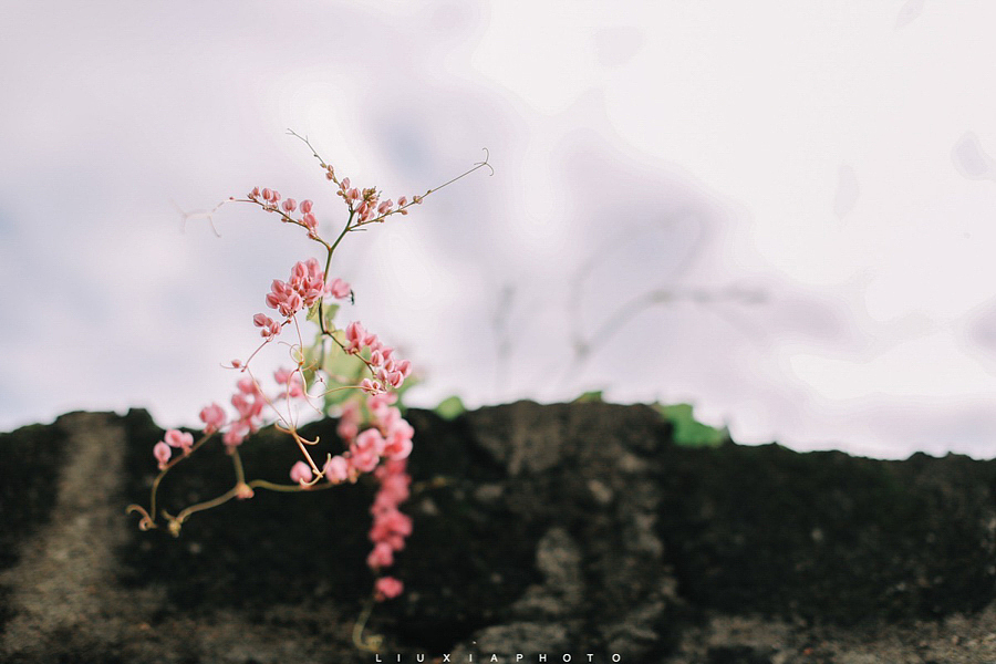 斯里兰卡我爱你（part1)（图ZNzA4NzUyMDA=） - 风光摄影 - 站酷设计师拍照的刘夏原创素材 - 站酷ZCOOL