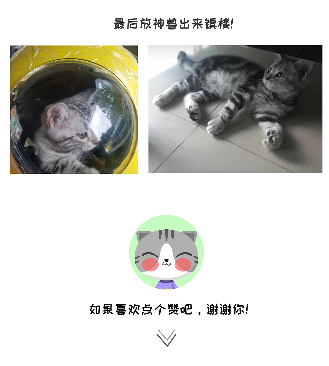 个人IP— 喵小离