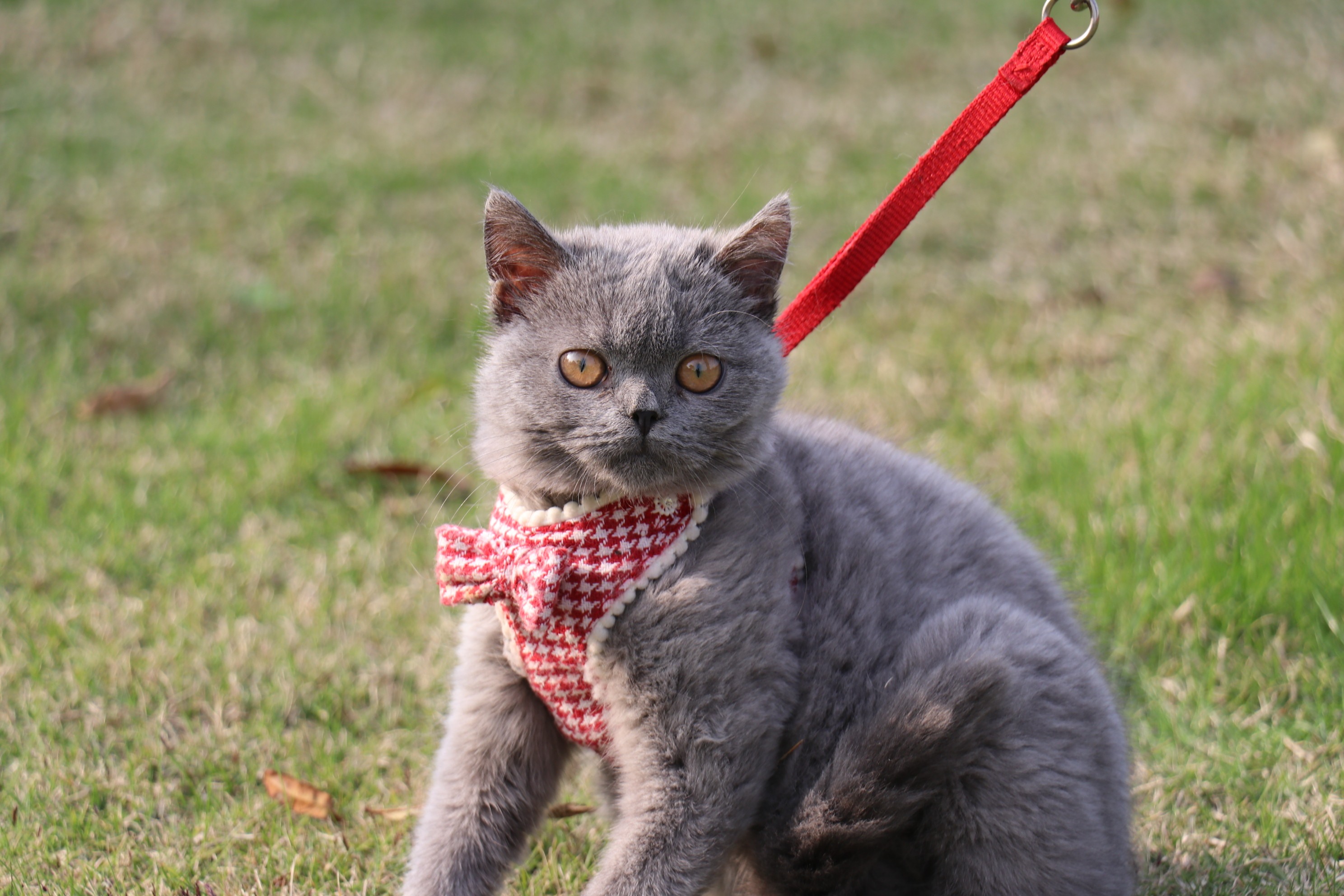 英短 蓝猫 双血统 种公 英国短毛猫
