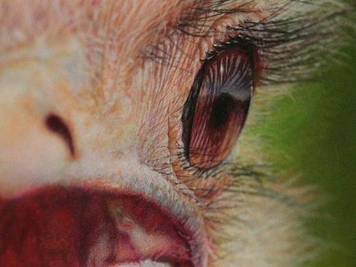 超写实画--可爱的鸵鸟