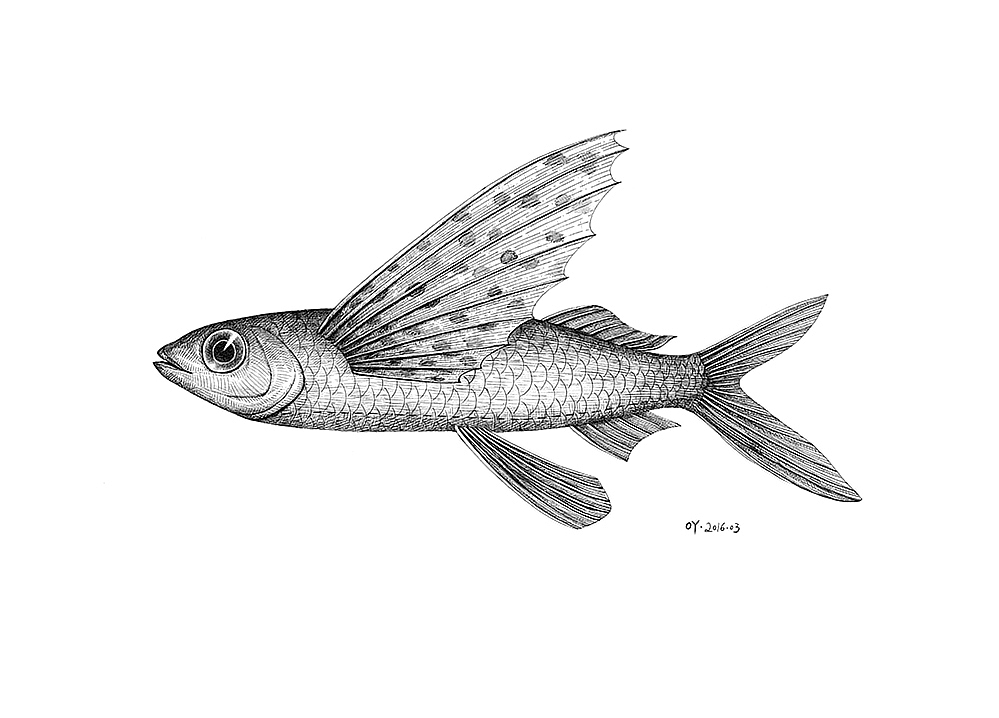 OY手绘·一天一画50（图ZNDY2MDI3Njg=） - 艺术插画 - 站酷设计师欧阳鹏杰_OY原创素材 - 站酷ZCOOL