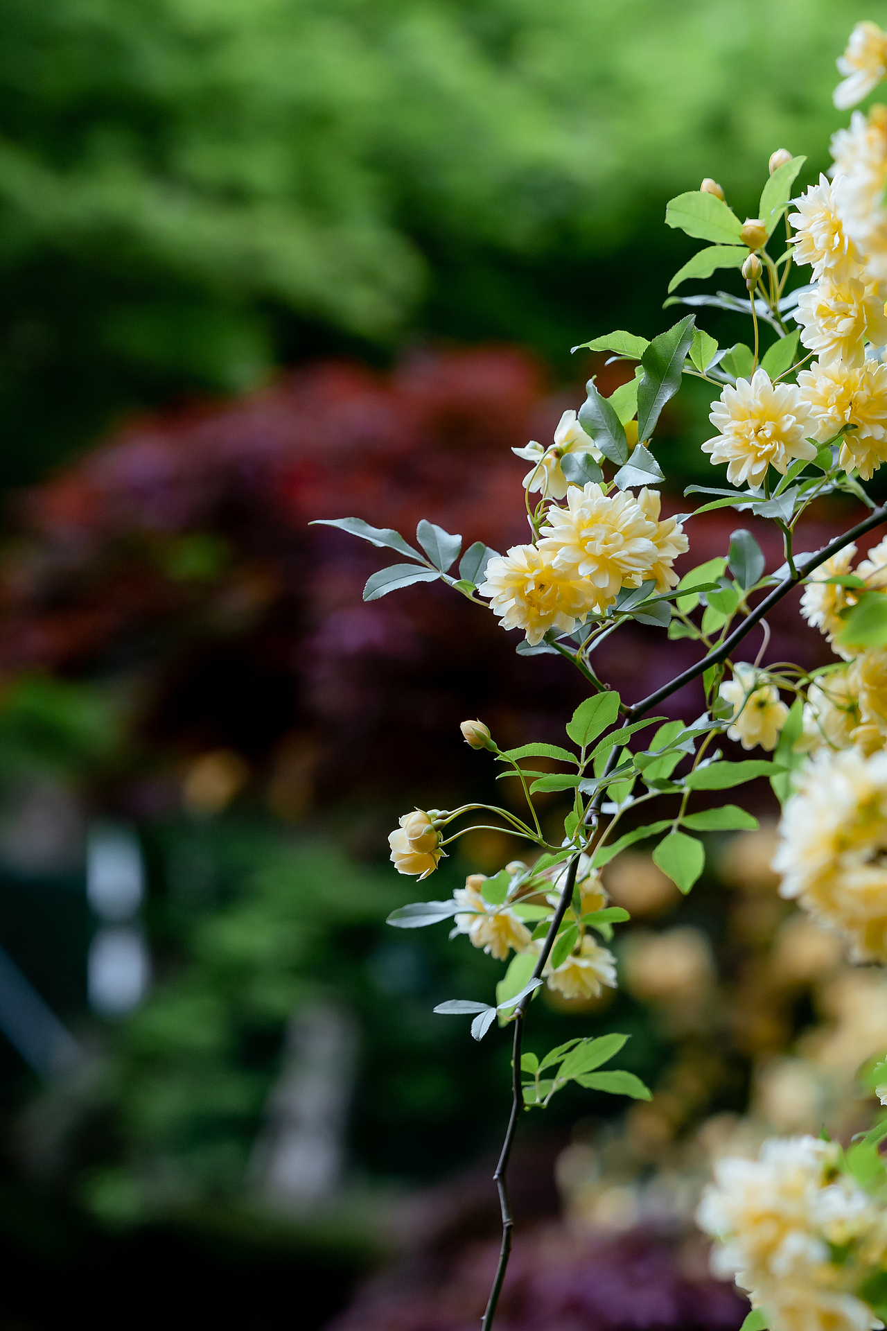 南京古林公园木香花