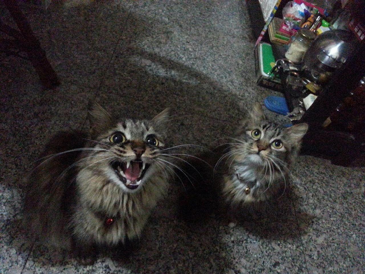 为食猫（图ZMjYzNDMzODg=） - 宠物摄影 - 站酷设计师ckskya原创素材 - 站酷ZCOOL