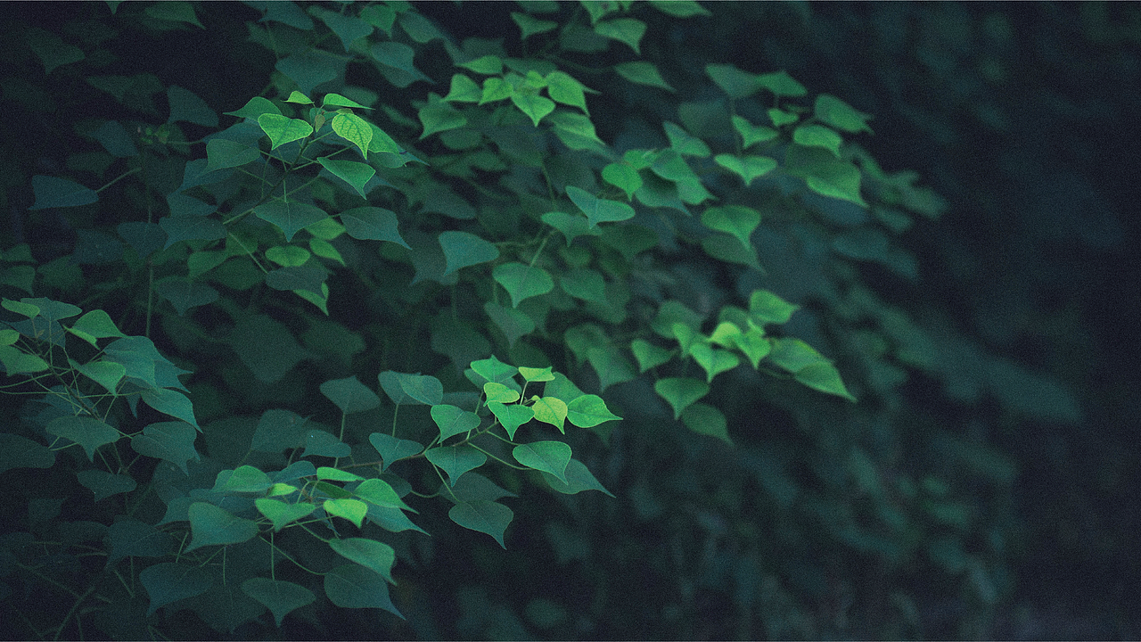 贝莎夫人园艺标志设计/园艺植物绿色行业（图ZMjY2NzkxMjQ4） - Logo - 站酷设计师小蒋来设计原创素材 - 站酷ZCOOL