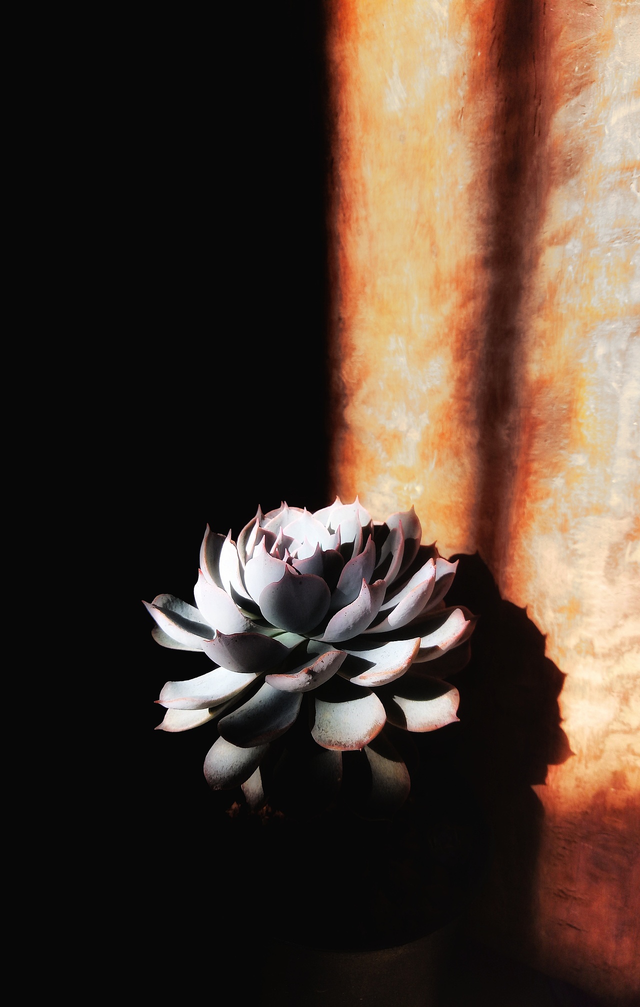 多肉·蓝石莲【手机摄影