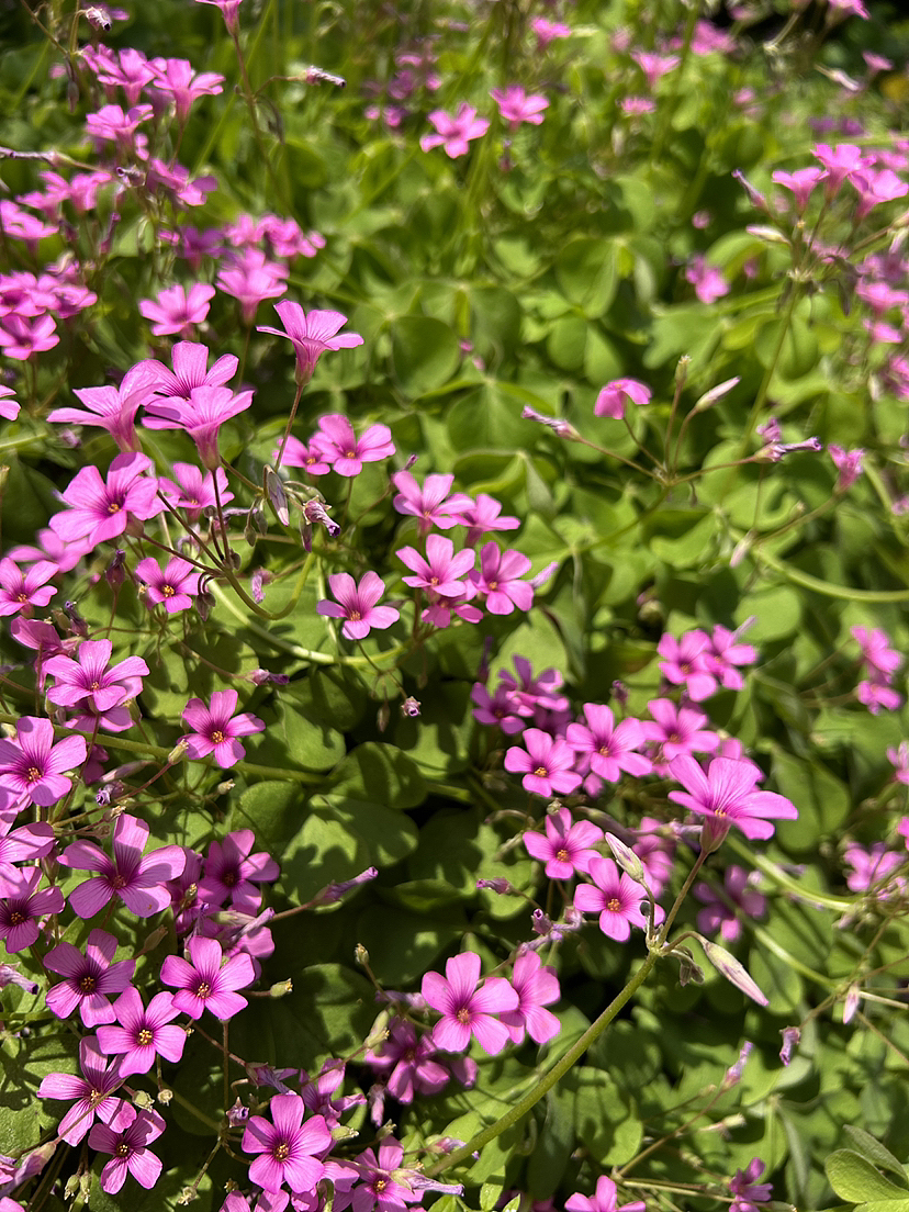 三叶草与小紫花