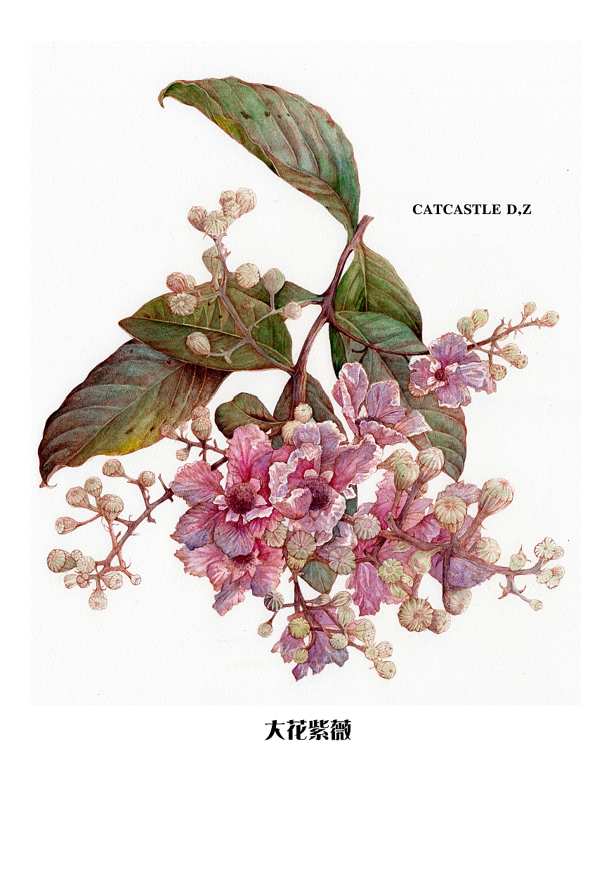 蘸水笔针管笔｜大花紫薇（图ZMzYwNTQ2Njgw） - 艺术插画 - 站酷设计师CatCastleDZ原创素材 - 站酷ZCOOL