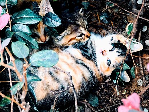 总统府的猫