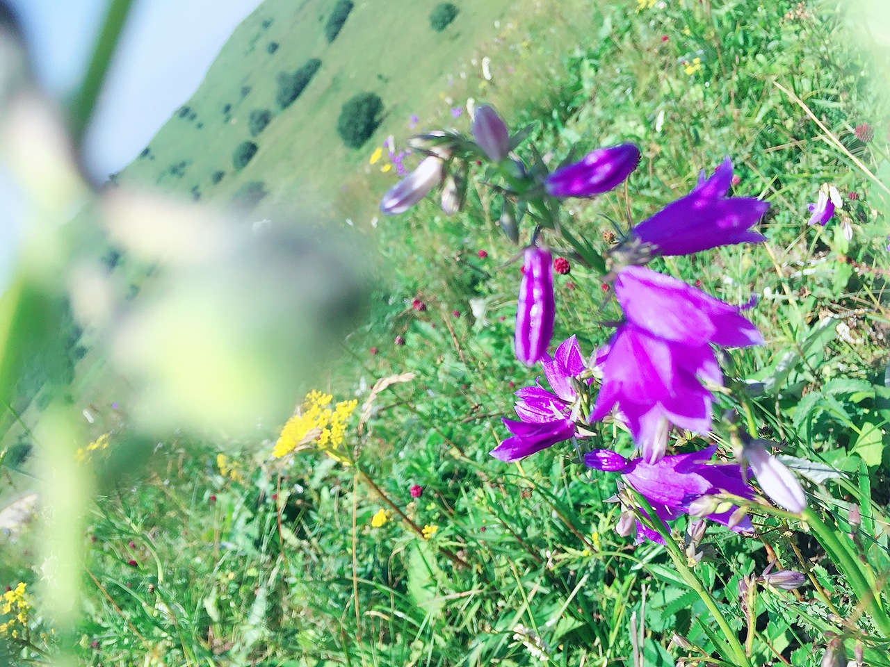 天苍苍、野茫茫