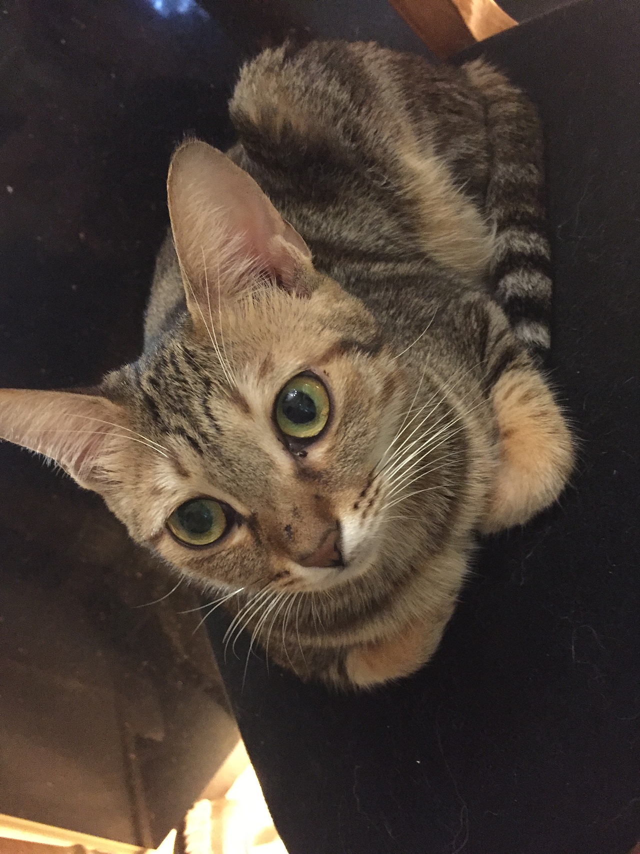 《猫空》（图ZMTE1NDc3MjY4） - 绘画 - 站酷设计师曦色原创素材 - 站酷ZCOOL