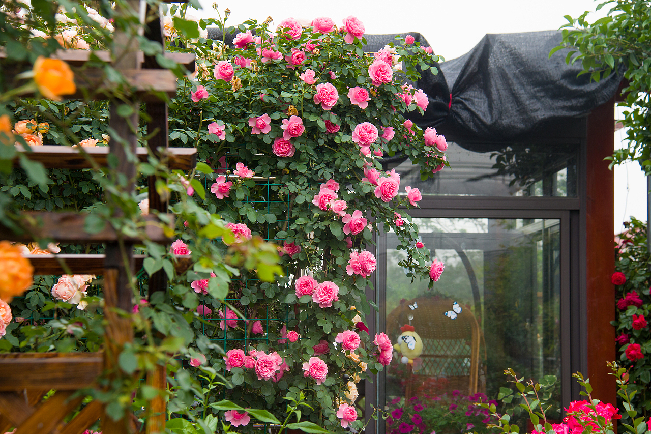 最美私家花园：月季花开的季节，可盐可甜！（图ZMjA4NTQ1OTg4） - 产品摄影 - 站酷设计师静水流深1206原创素材 - 站酷ZCOOL