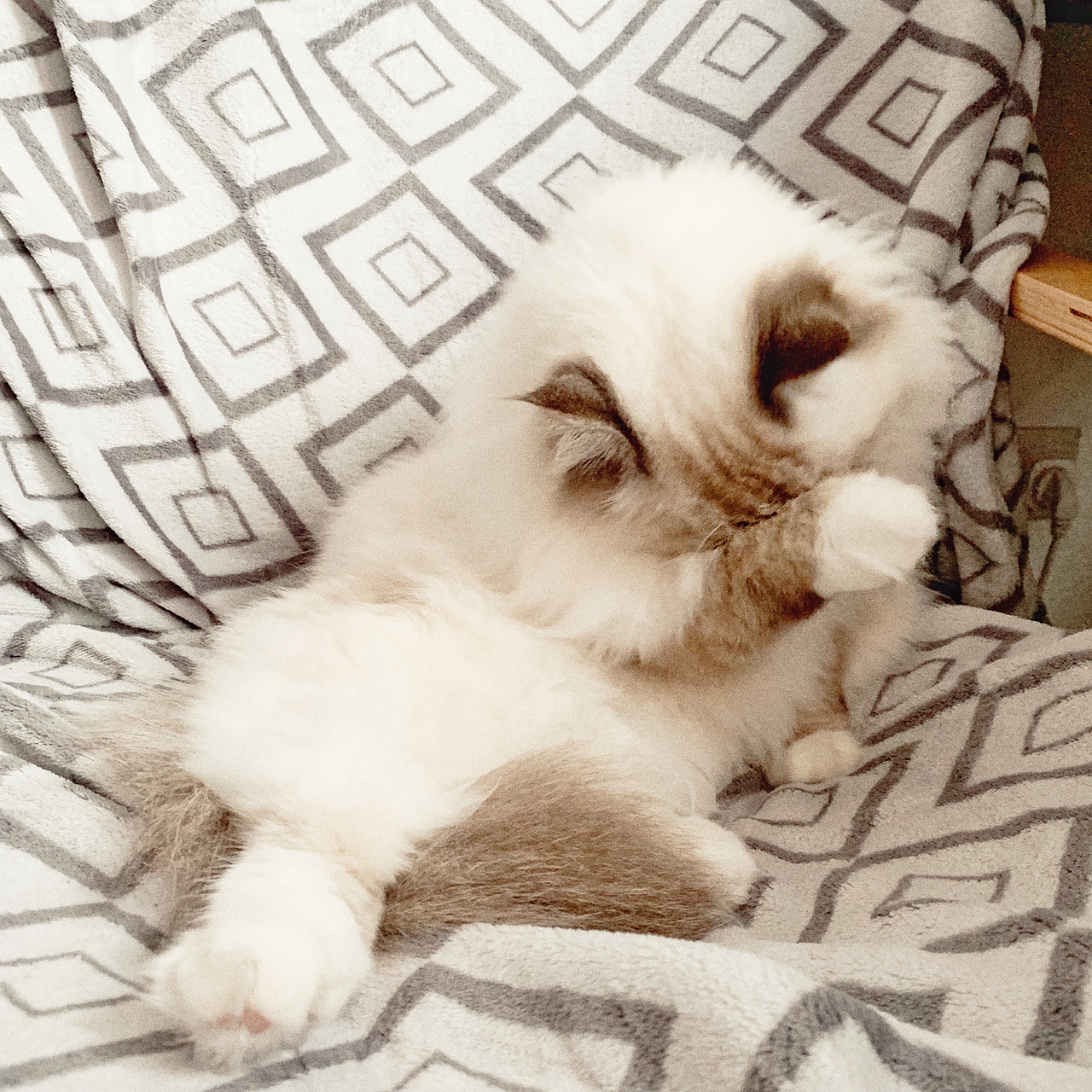 一只叫瓜咪咪的喵