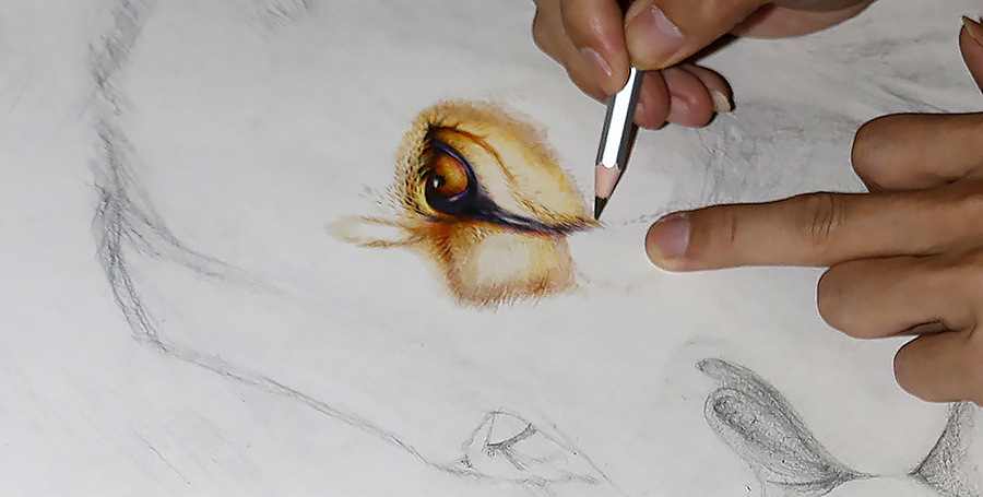 雄狮(写实 手绘彩铅 狮子 )