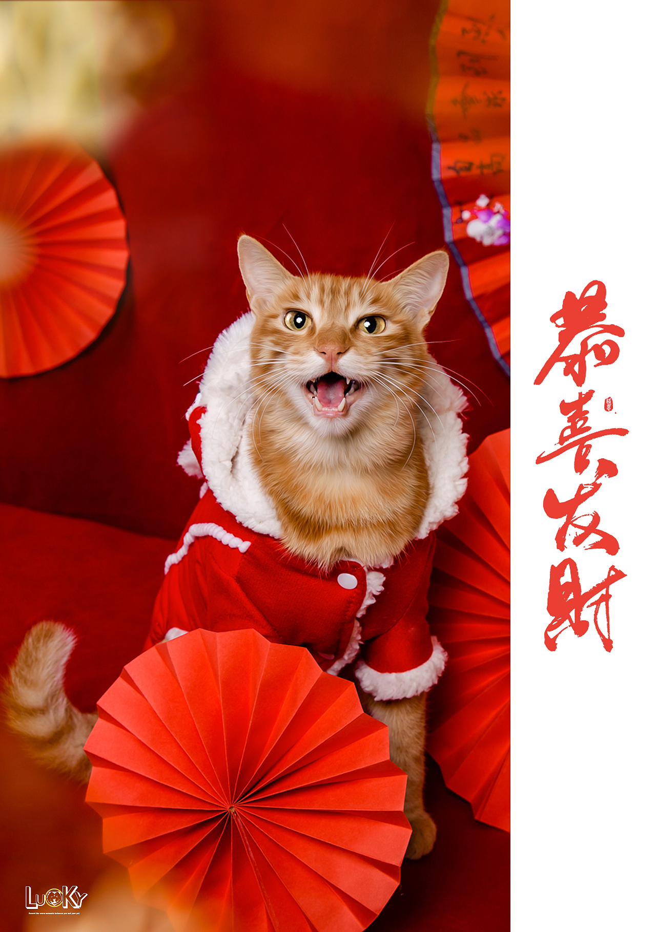 宠物摄影|新年红
