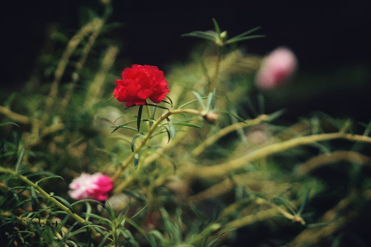 那些花儿（图ZMTc0NzAyNDI4） - 人文/纪实摄影 - 站酷设计师rinoa33原创素材 - 站酷ZCOOL