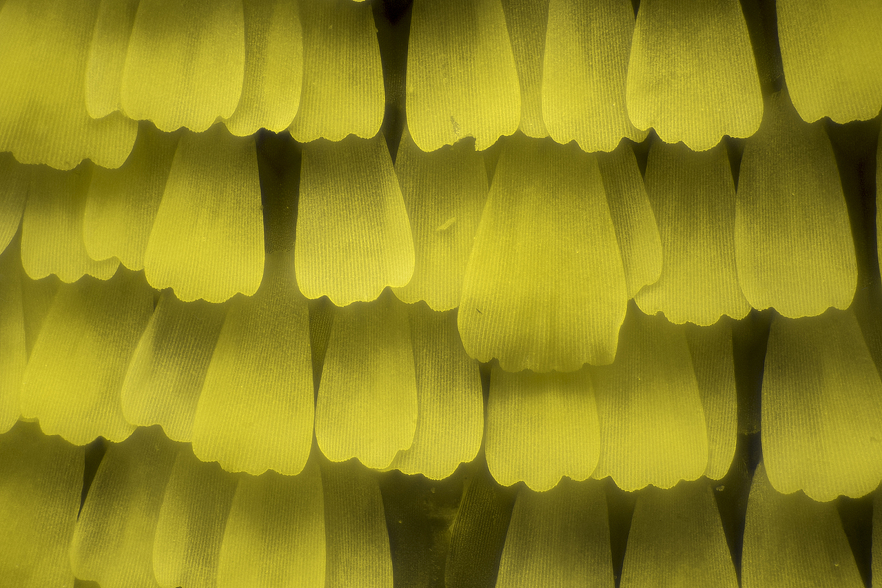 显微镜头下的蝴蝶翅膀