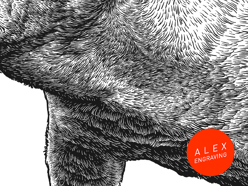 版画-斗牛（图ZMTExMDc3Njg4） - 商业插画 - 站酷设计师花椒的Alex原创素材 - 站酷ZCOOL