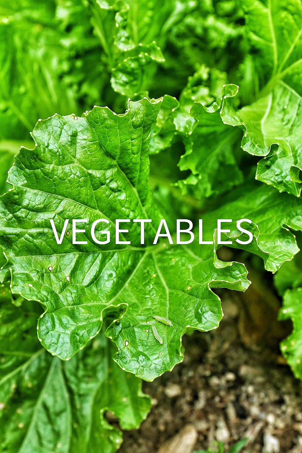 原创作品：个人自由摄影作品/蔬菜/静物/后期