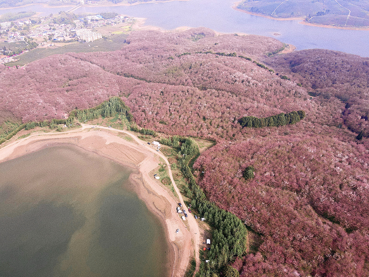 关于赏花这件事🌸（图ZMjkzOTk2NzU2） - 风光摄影 - 站酷设计师会拍照的葡萄原创素材 - 站酷ZCOOL
