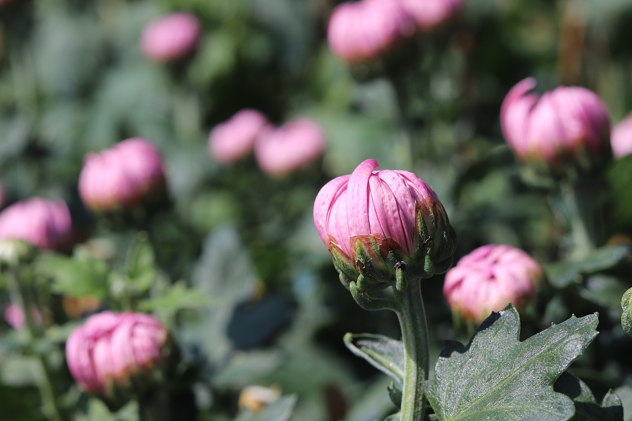 2018年深圳菊花展