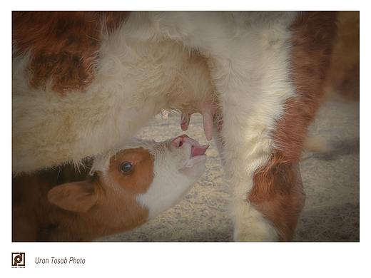 清明节回牧区拍的照片