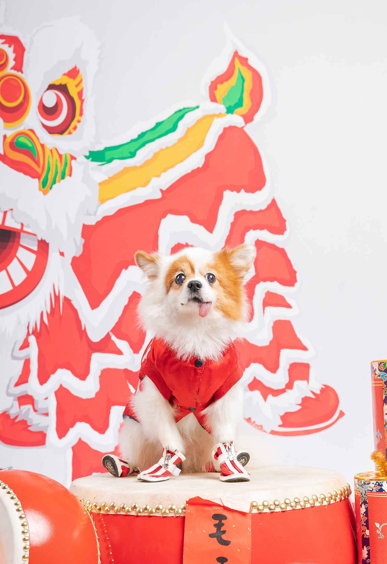 宠物摄影/宠物肖像/华南宠物展