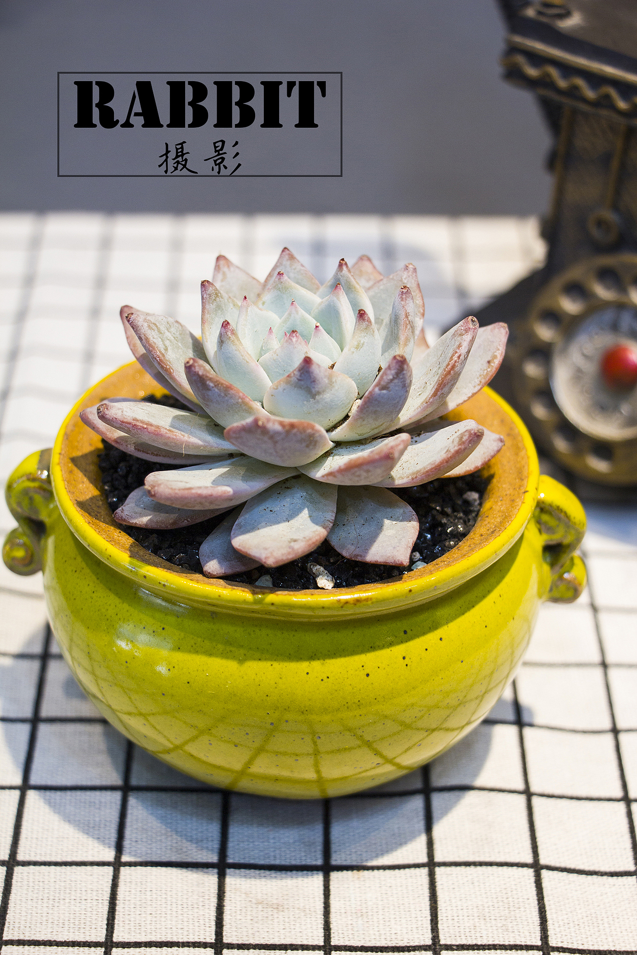 摄影（多肉植物（图ZMTA0MDIzMDcy） - 产品摄影 - 站酷设计师w视角原创素材 - 站酷ZCOOL