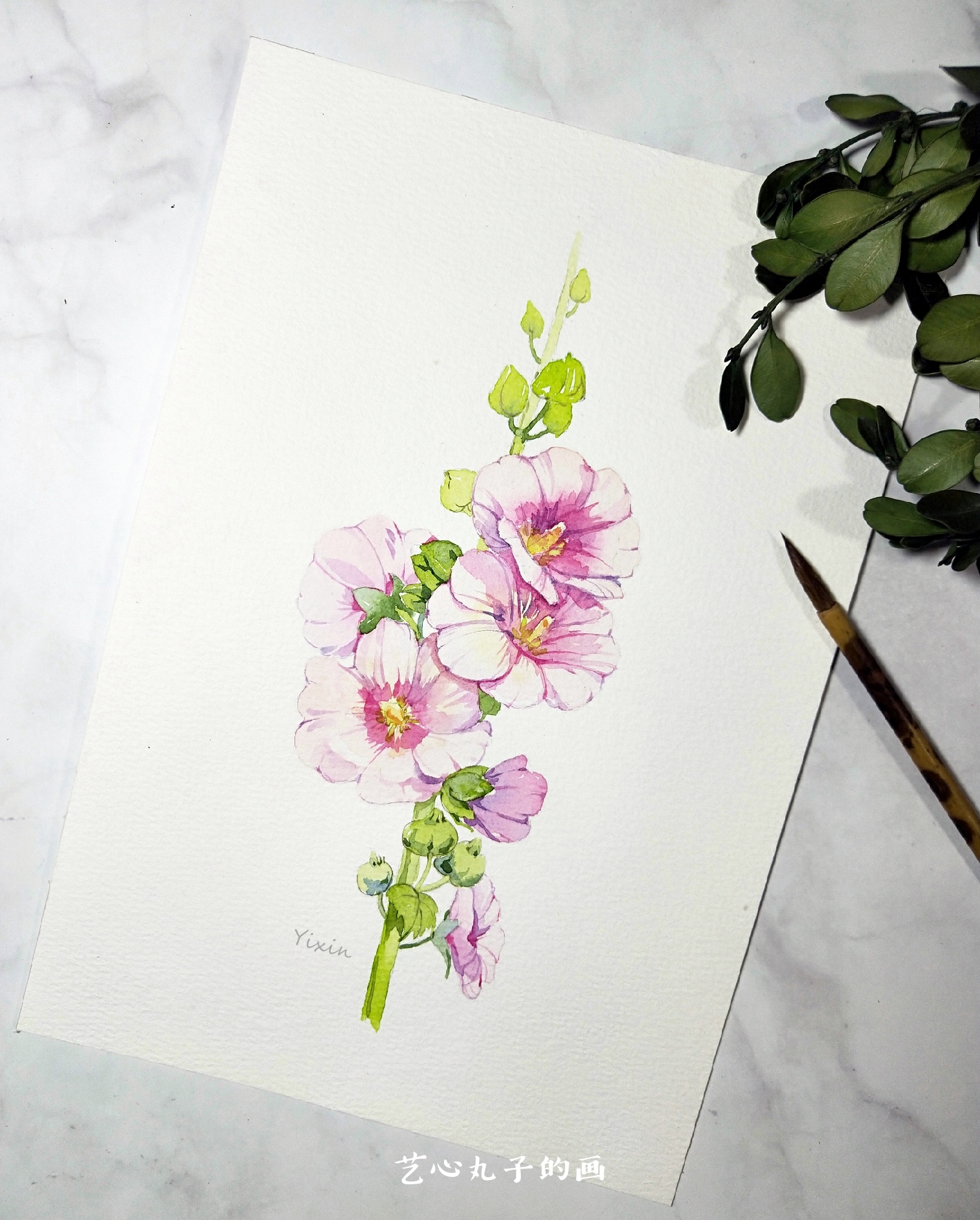 水彩花卉蜀葵|插画|商业插画|艺心丸子的画 - 原创作品 - 站酷 (zcool