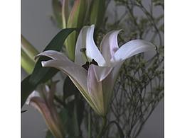 百合花