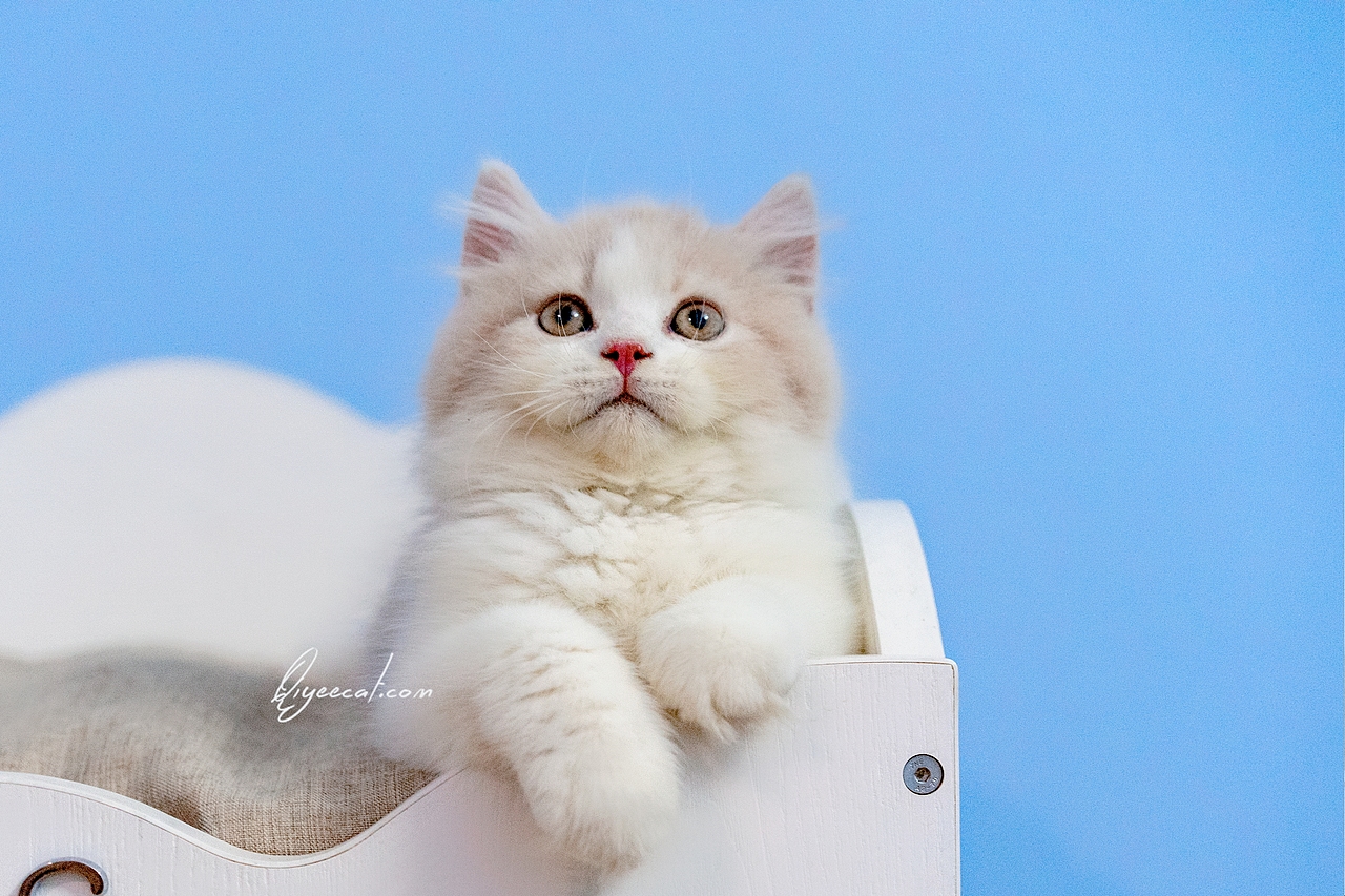 超美的英短乳白长毛弟弟，七叶英短猫舍英国长毛猫摄影（图ZMTk1NzQyMTMy） - 宠物摄影 - 站酷设计师七叶英短猫舍原创素材 - 站酷ZCOOL