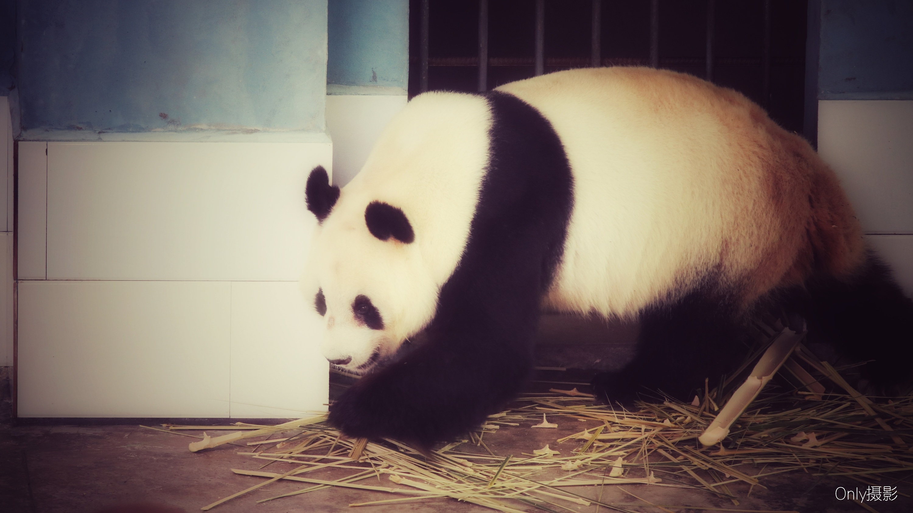 大熊猫也有冷知识——人民政协网
