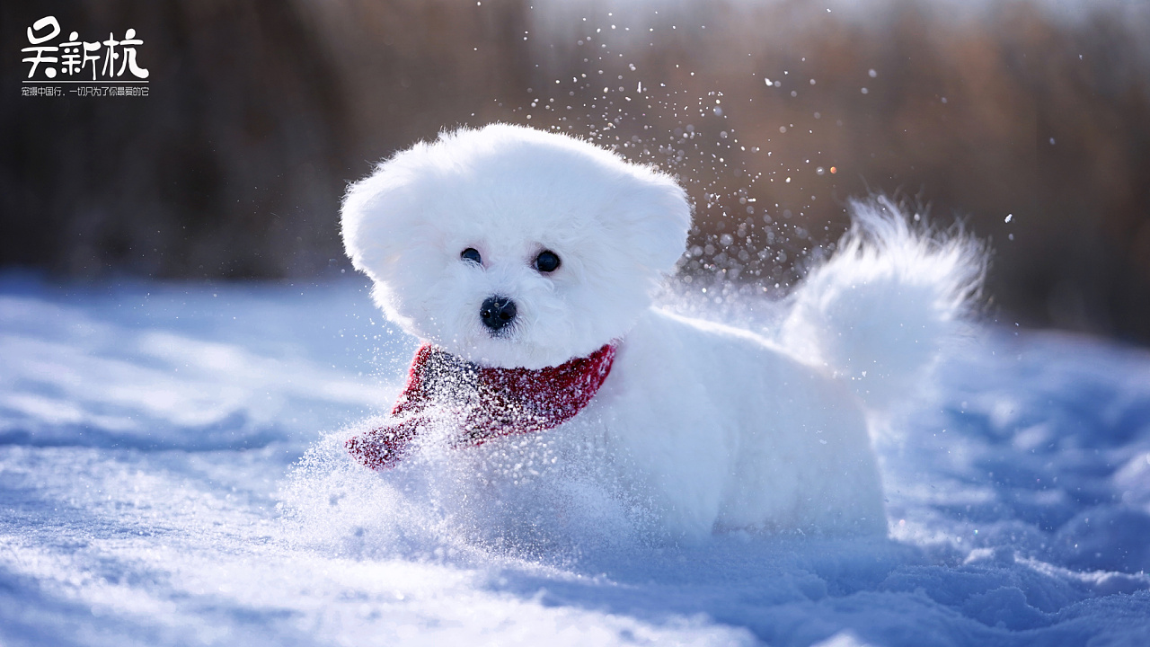 去松花江上拍摄时的温度已经零下25  ,比熊七七在雪地上真心是玩到嗨`