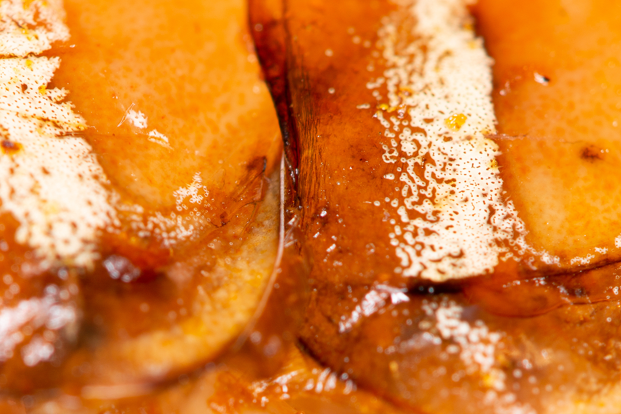 微观下的烧烤（图ZMjc1NTgwMzA4） - 美食摄影 - 站酷设计师喜马拉雅阿飞哥原创素材 - 站酷ZCOOL