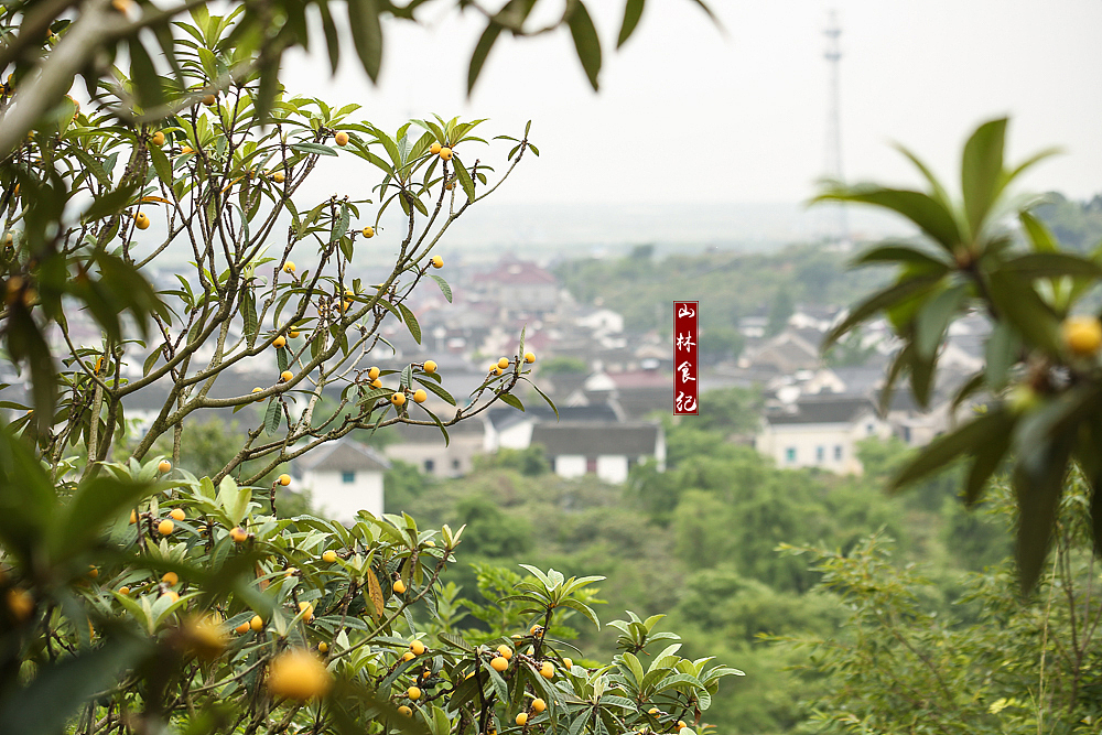五月的滋味,必须有一味是枇杷。