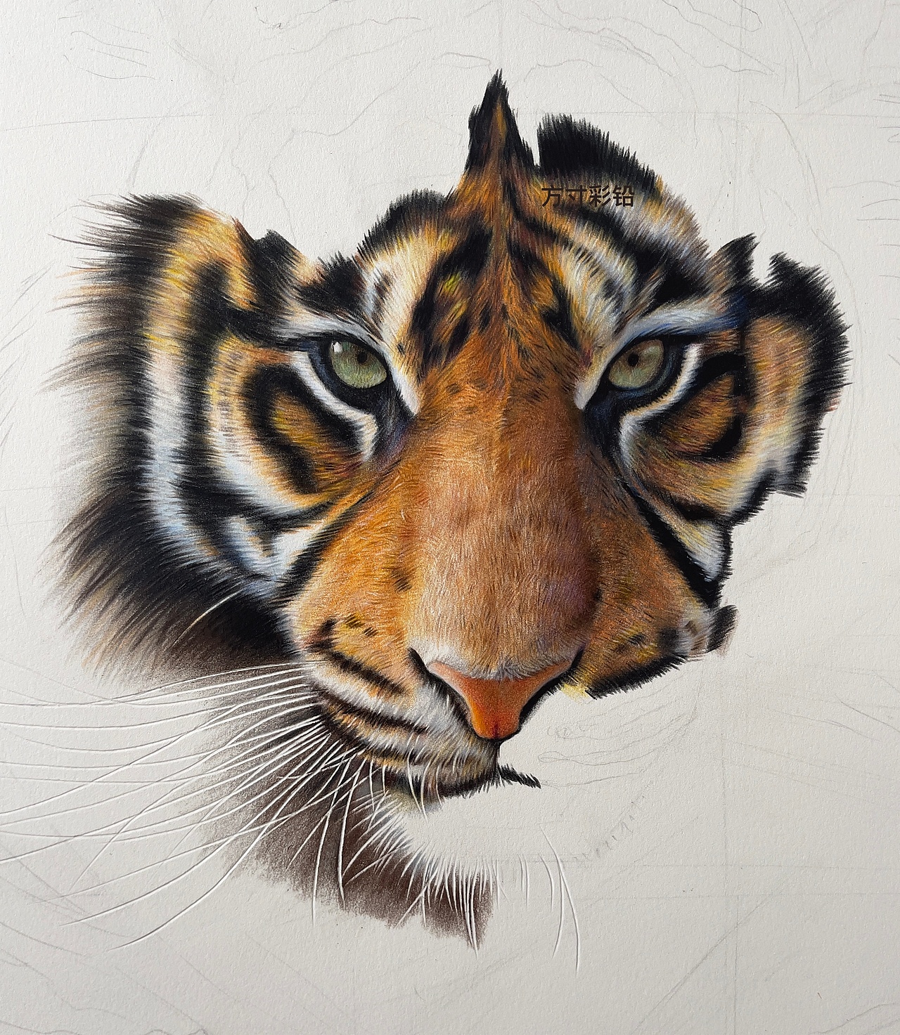 彩铅作品-虎