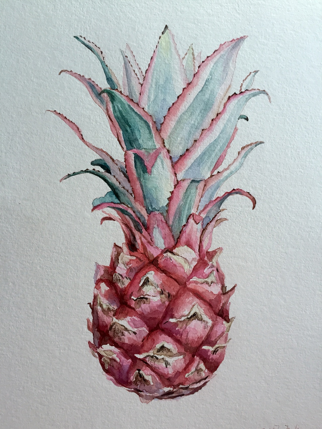 水彩插画 菠萝